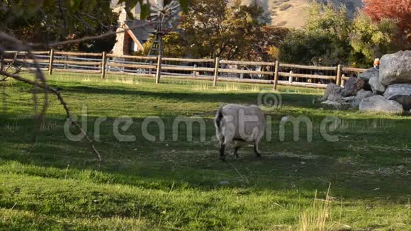 一只独自走在农场草地上的白山羊视频的预览图
