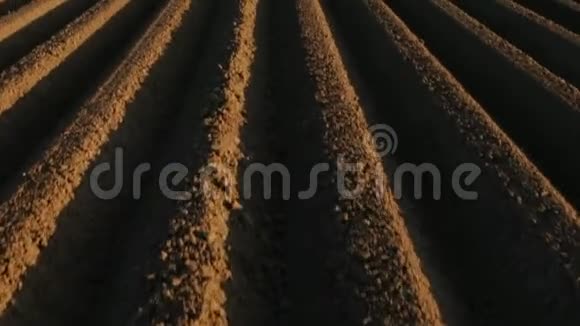 春季的马铃薯地镜头倾斜视频的预览图