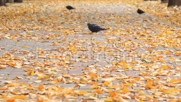 在人行道上行走的鸽子满是金色的落叶视频的预览图