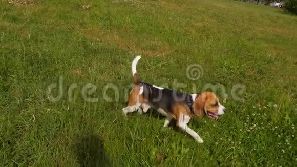 一只独自奔跑的忙碌的自主小猎犬视频的预览图