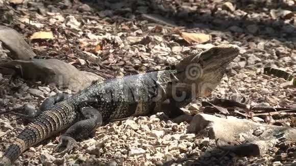 哥斯达黎加森林中的蜥蜴视频的预览图