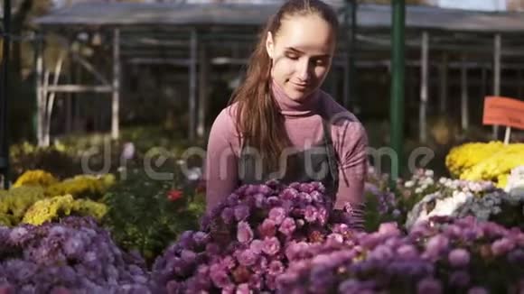 年轻微笑的女花匠穿着围裙检查和整理花盆与菊花在架子上年轻女子视频的预览图