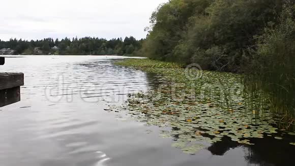 漂浮在湖面上的睡莲视频的预览图