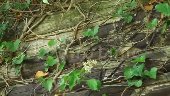 一堵旧木墙上的绿色和褪色的常春藤复制空间视频的预览图