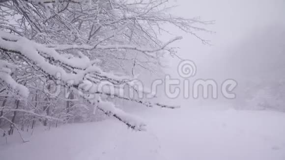 一个寒冷的冬天雪风雾视频的预览图