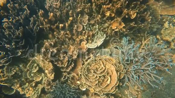 一张珊瑚礁的俯视图视频的预览图