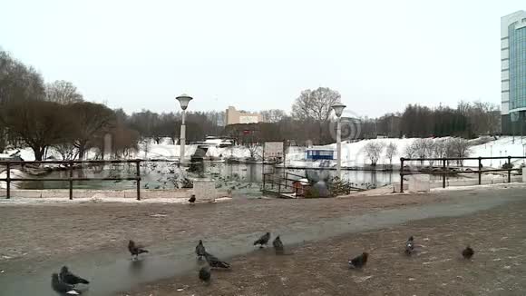秋天城市池塘上的鸭子鸽子和其他鸟视频的预览图