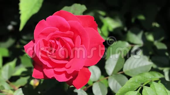 晴天花园里的红玫瑰特写镜头视频的预览图