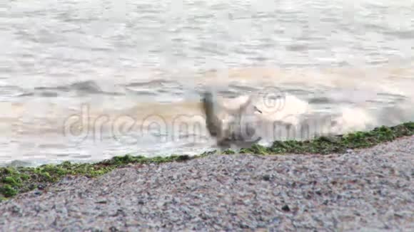 海滩上的海鸥视频的预览图