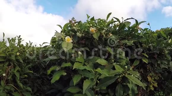 茶树的花和种子果实在蓝天的背景下视频的预览图