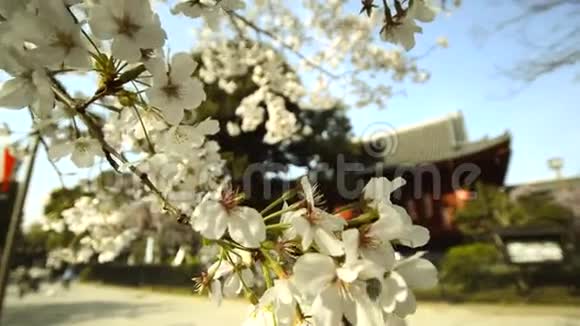 日本东京上野公园樱花香农寺和樱花视频的预览图