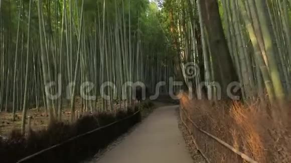 京都竹林视频的预览图