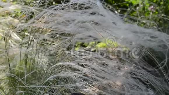 长长的草地上有蜘蛛在风中颤抖视频的预览图
