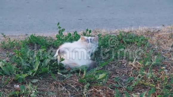 猫在路边的草地上睡着了视频的预览图