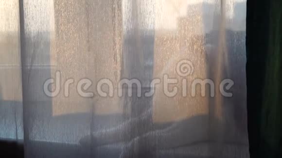 家猫躺在窗户上舔自己透过透明窗帘观看视频的预览图
