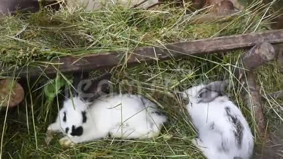 干草笼中有灰斑的白兔视频的预览图