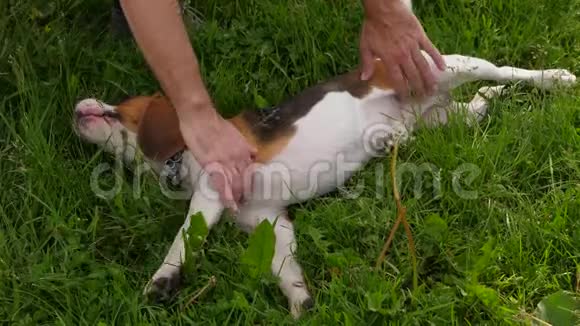 男人的手抓着小猎犬的肚子玩有趣的小狗视频的预览图