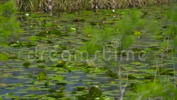 观湿地沼泽林湖近景视频的预览图