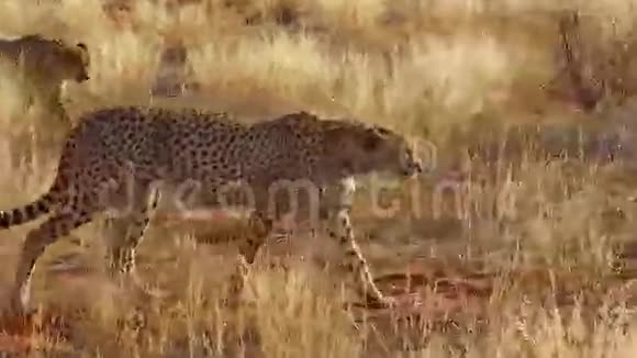 红色沙漠中的猎豹视频的预览图