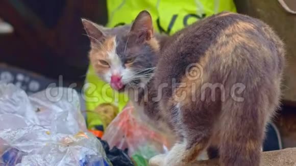 垃圾桶里的流浪猫喂食视频的预览图