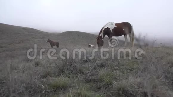 阴天时马在牧场上吃草视频的预览图