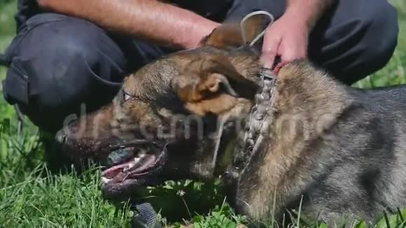 狗的防御嘴里叼着战利品的狗视频的预览图