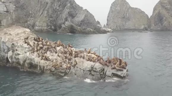 群野海狮坐在岩石悬崖上从无人机可以看到海景视频的预览图