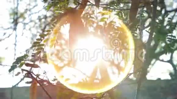 一些叶子上的圆形透镜耀斑视频的预览图