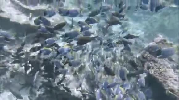 一大群鱼和珊瑚礁印度洋录像视频的预览图
