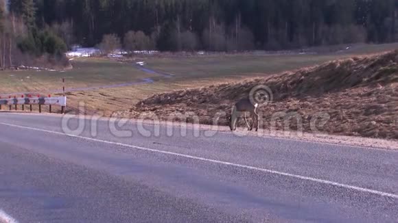 4小鹿沿着公路走视频的预览图