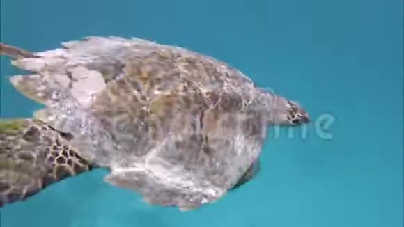 水下世界乌龟特写印度洋录像视频的预览图
