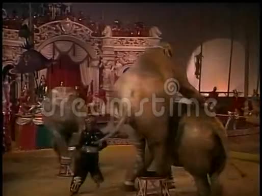 跳舞的大象在马戏团表演视频的预览图