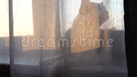 日出日落时家猫躺在窗台上的剪影视频的预览图
