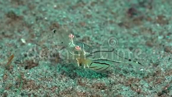 红白条纹虾Cuapetessp在祖鲁海的沙上1次视频的预览图