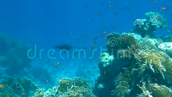 五彩缤纷的热带鱼和美丽的珊瑚视频的预览图