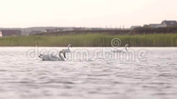 天鹅在湖里放松视频的预览图