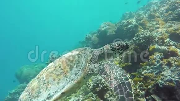 海龟在蓝水中靠近观赏者游泳视频的预览图