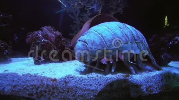 巨藻是异足类甲壳类动物的亚阶类动物视频的预览图
