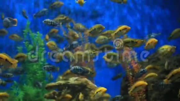 不同种类的鱼在一个大水族馆里游泳视频的预览图