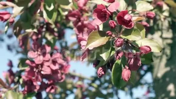 开花的梅树视频的预览图