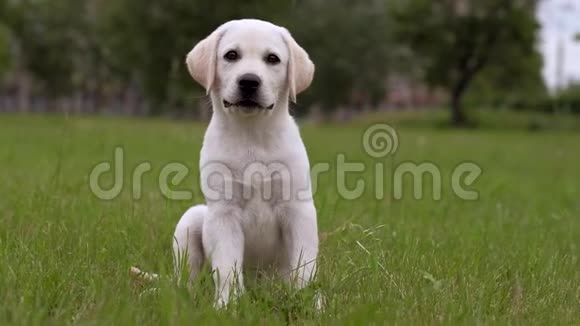 拉布拉多的白色小狗肖像视频的预览图