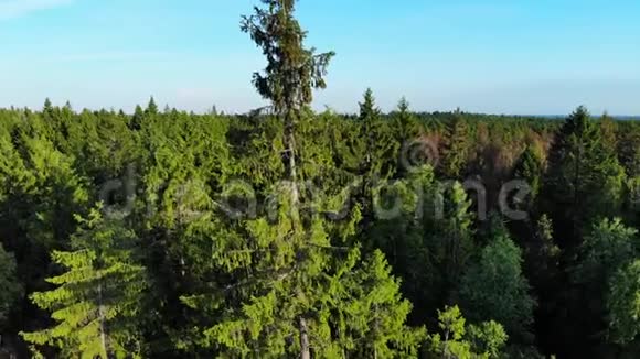 空中飞翔在高大的松树周围树梢特写视频的预览图