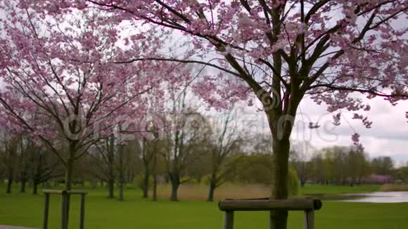 池塘附近公园的樱花树视频的预览图