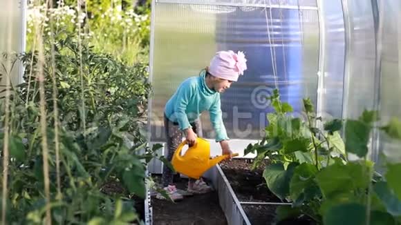 小女孩用浇水罐里的水给温室里的植物浇水视频的预览图