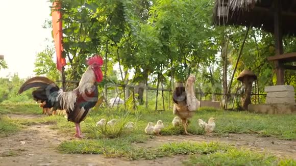 公鸡汉和鸡在后院自由行走可爱的快乐鸟家庭在农场4K视频的预览图