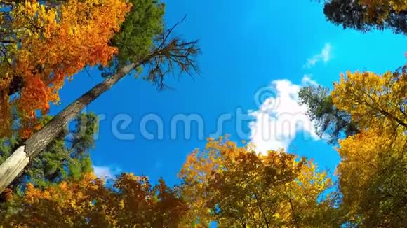 落叶和飘浮的云彩的时间流逝视频的预览图