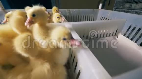 小鸭子被放进一个塑料盒子里关上视频的预览图