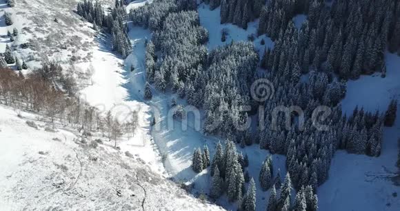 从上面向无人机射击针叶树被雪覆盖飞在雪峡视频的预览图