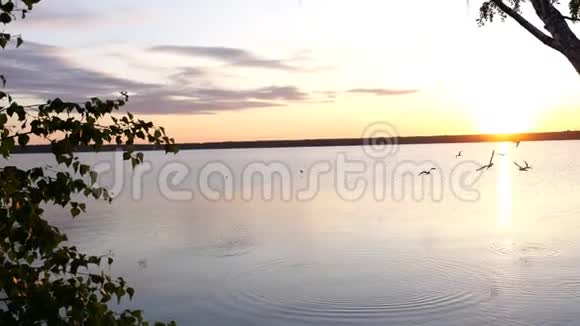 日落于平静的湖面鸟儿在头顶盘旋视频的预览图