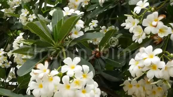 许多奇异的白花绿树上盛开的FrangipaniPlumeriaLeelawadee白色热带花卉自然视频的预览图